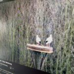 Blick auf einen Monitor, auf dem ein Youtube-Kanal offen ist, dieser zeigt auf den Livekanal vom Storchennest am Wasserschloss Haus Wohnung