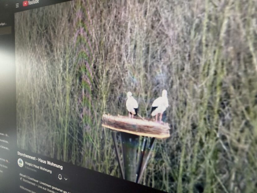 Blick auf einen Monitor, auf dem ein Youtube-Kanal offen ist, dieser zeigt auf den Livekanal vom Storchennest am Wasserschloss Haus Wohnung